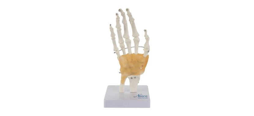 Hand Joint with Ligaments Model.png Κανένα σετ εικόνων